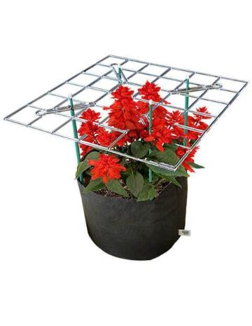 Smart P SCROG