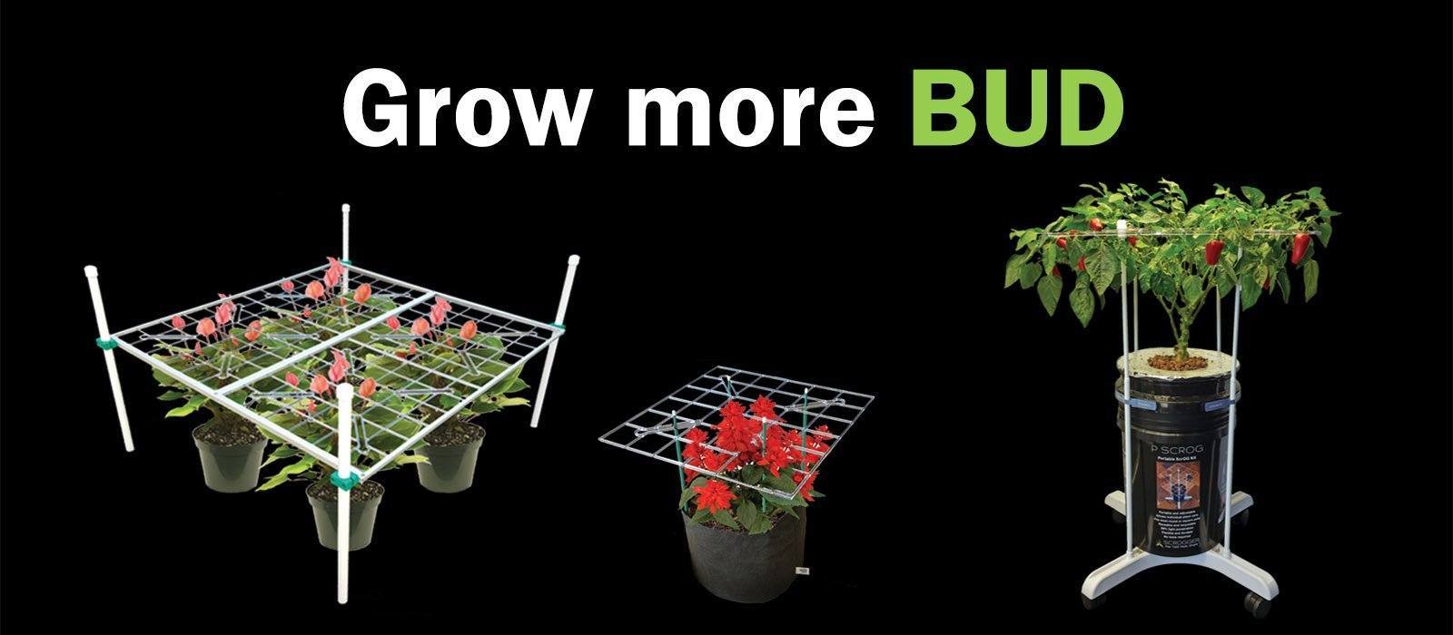 P SCROG Kits